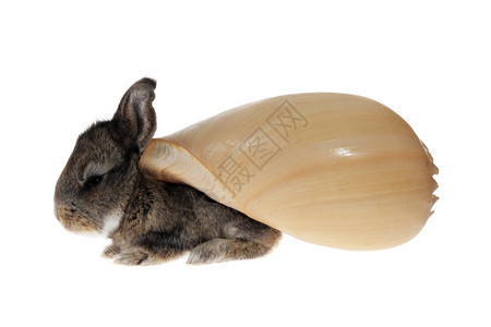 小灰兔背有弹在白色背景上以蜗牛的形式一种灰色的自然图片