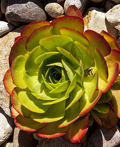 叶子花的石块上装饰微型超营养植物加利福尼亚最佳图片
