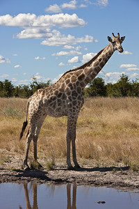 博尼蒂奥AGiraffeGiraffacomlopardalis在博茨瓦纳北部萨武提地区的一个水井苹果浏览器动物群旅行背景