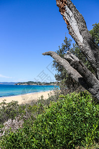 澳大利亚新南威尔士州伊登Aylings海滩之景悉尼天空图片