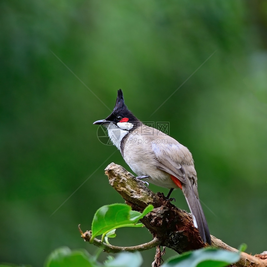 热带美丽的灯泡鸟红色低语小鸟站在树枝上阮詹棕色的图片