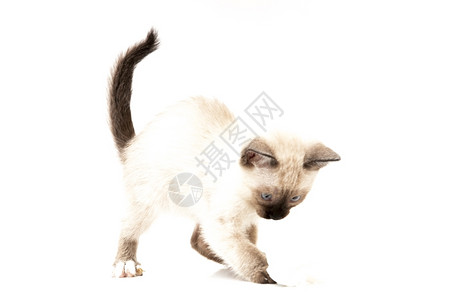 棕色的猫科动物爪子白色背景上的猫咪饮料图片