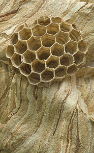 六角形干燥嵌套大黄蜂幼虫巢垂直的图片