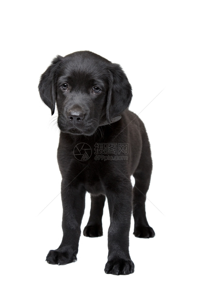 在室内正面黑色拉布多小狗站在白色背景前的黑拉布多小狗我是图片