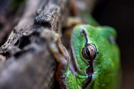 动物湿的一只绿青蛙坐在木头上的近缝森林图片