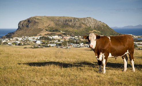 西北当地的塔斯马尼亚一头奶牛在谷状斯坦利的码头上吃草当地风景引人瞩目背景图片