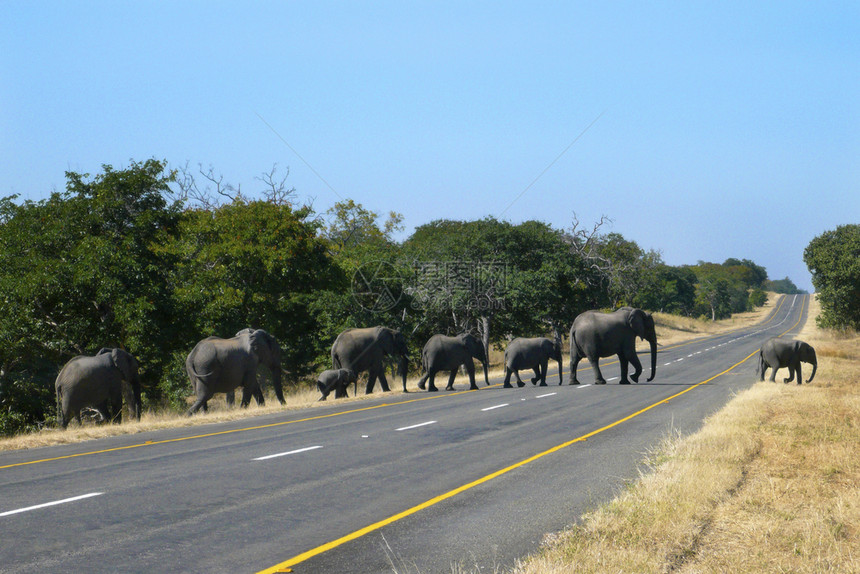 一种旅游动物非洲大象的家庭LoxodontaAfricana在津巴布韦穿越一条公路图片