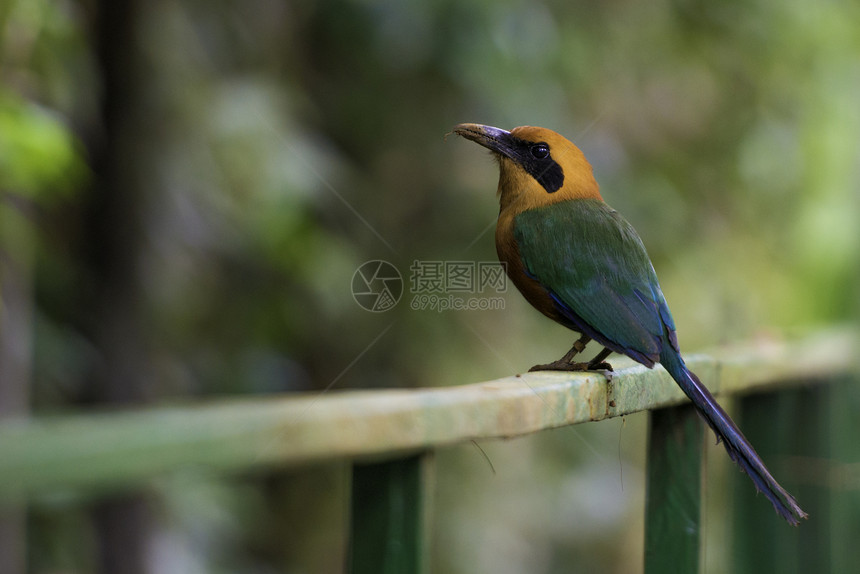 黑色的异国情调哥斯达黎加的野生动物热带鸟BaryphthengusmartiiRufousmotmot在自然界中MotmotBa图片