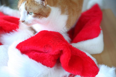 橙子和白小猫都戴着多彩的假日帽子动物休息虎斑猫图片