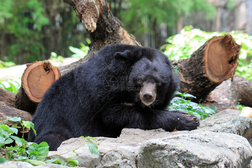 荒野皮肤种动物园黑熊的紧闭图片