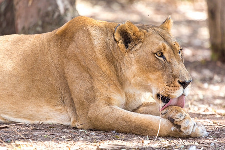 一顿饭后只年轻的母狮在舔她爪子非洲人美丽的狮子图片