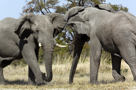 非洲大象Loxodonta非洲在博茨瓦纳萨武提地区的战斗灰尘动物争图片