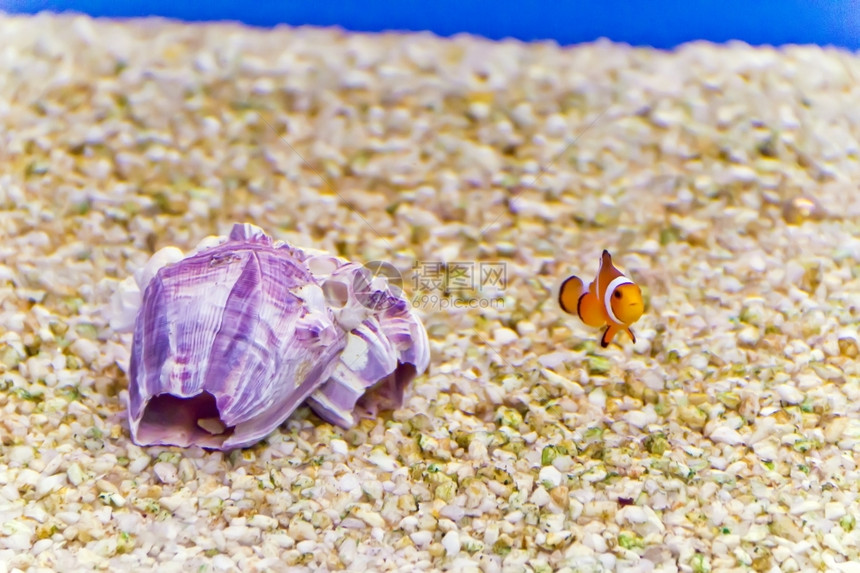 鲤鱼斑马体水族馆中小丑鱼的照片翼龙图片