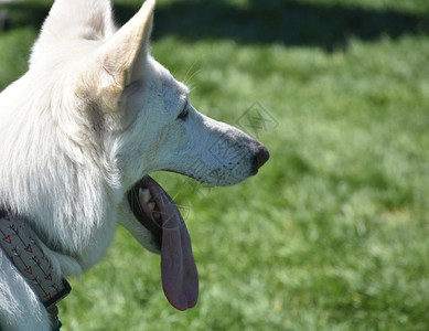 宠物白色德国牧羊犬简介品种萨尔图片