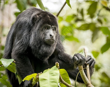 森林里的吼猴黑坐在森林里卡拉亚丛动物图片