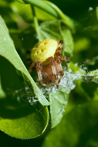 恐惧有毒207年8月卡拉甘达在植物上的大黄蜘蛛形纲动物图片