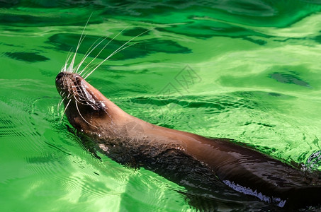 积极的游泳水平海狮游泳独自在动物园翻倒图片
