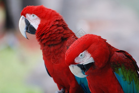 金刚坐瓜德罗普岛猩红金刚鹦鹉相坐一对的红色金刚鹦鹉鸟安的列斯群岛背景