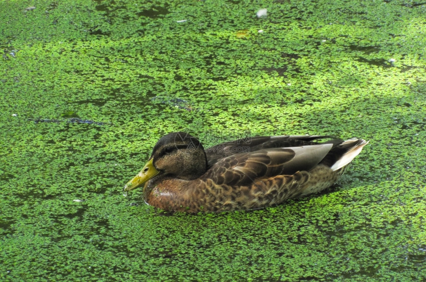躲在池塘的鸭子游泳中紧闭绿粘液动物宠打猎图片