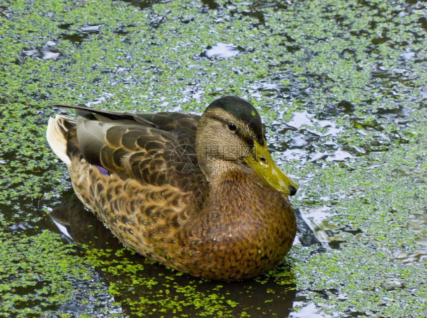尾巴紧缩动物躲在池塘的鸭子游泳中紧闭绿粘液图片