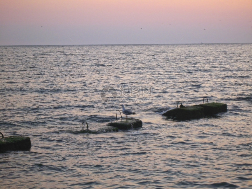 海浪在岸边的石头上孤单海滨夏天鸟图片