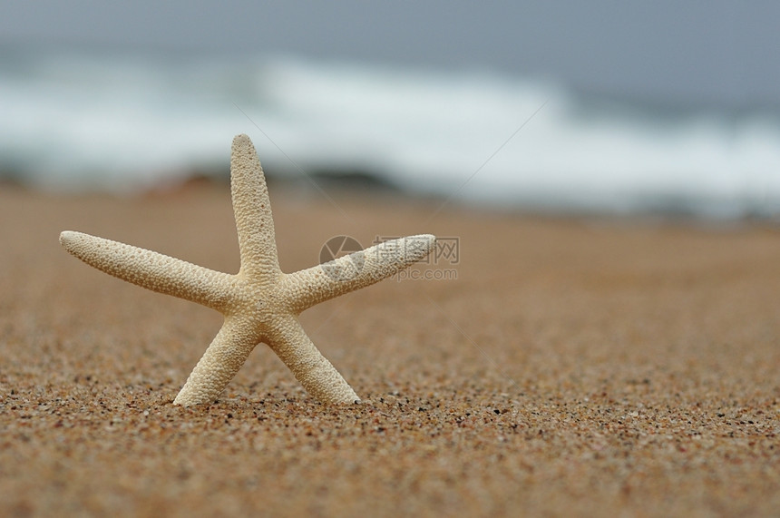 海滩上海星图片