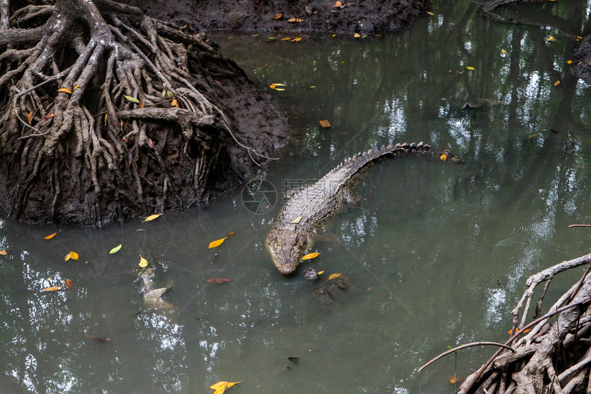 越南CanGio岛红树林沼泽的大型鳄鱼动物能够森林图片