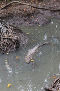 越南CanGio岛红树林沼泽的大型鳄鱼能够掠食者自然图片