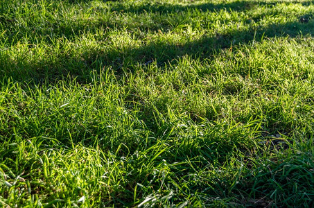 阳光自然背景公园绿草上的树影自然背景农村绿色图片