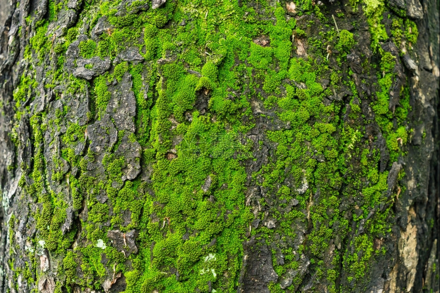 黄松绿色树上的苔旧灰木纹理背景心图片
