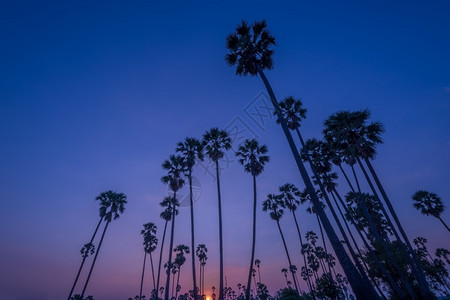 异国情调日落时椰子树的月光景观暮阮詹图片