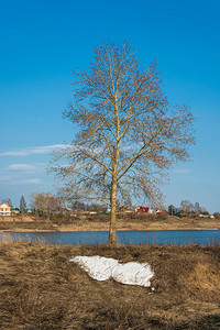 天空黄色的一棵没有叶子孤单树在小河岸上与蓝天和白雪残骸对立自然图片
