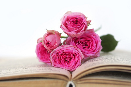 牡丹阅读爱在一个开放的旧书复制空间上的美丽粉红小马玫瑰花芽图片