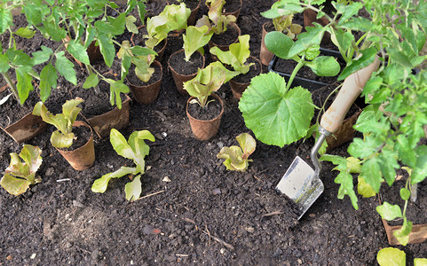在土壤中用泥锅播种的幼苗蔬菜和在花园里种植的粗工作具一种图片