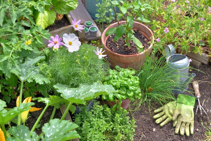 花园里种植的芳香物和蔬菜与土壤上的园艺工具芳香植物和蔬菜与园艺工具盆栽草药夏天图片