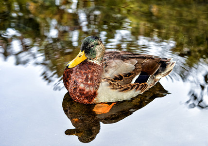 反光的禽类维基美丽野鸭鸟漂浮在水塘上与反射表面的水塘野鸭漂浮在池塘上图片