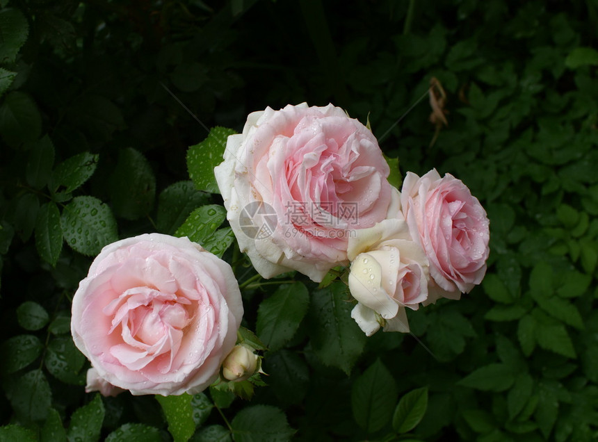 粉红玫瑰花朵瓣有滴降低夏天绽放图片