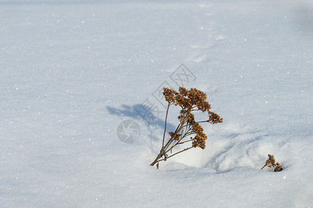 冬天干燥雪田草花岗阳光明媚的冬日晴天图片