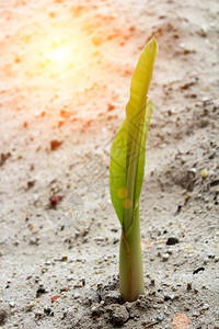 生长在沙中的幼苗叶子地球环境图片