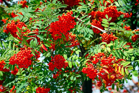 树橙有机的明亮颜色红灰莓和绿叶背景图片