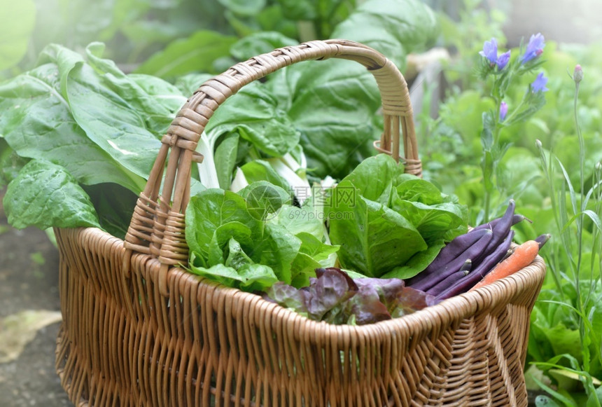 户外夏天花园在菜的篮子里放着新鲜蔬菜在园里图片