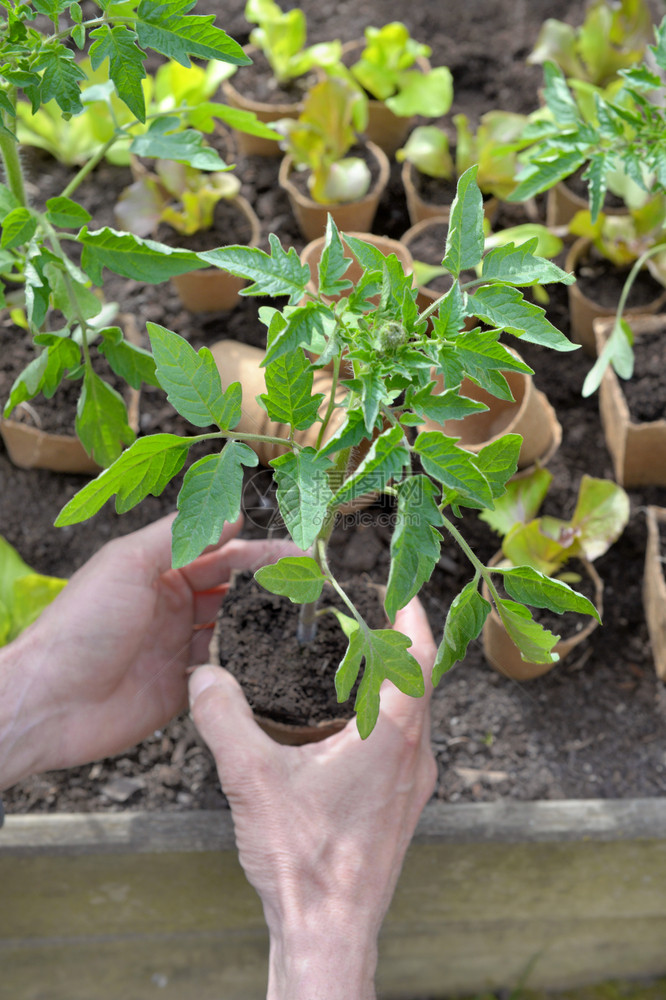 种植的培养保持手番茄树苗的园艺人准备种植在花园中图片