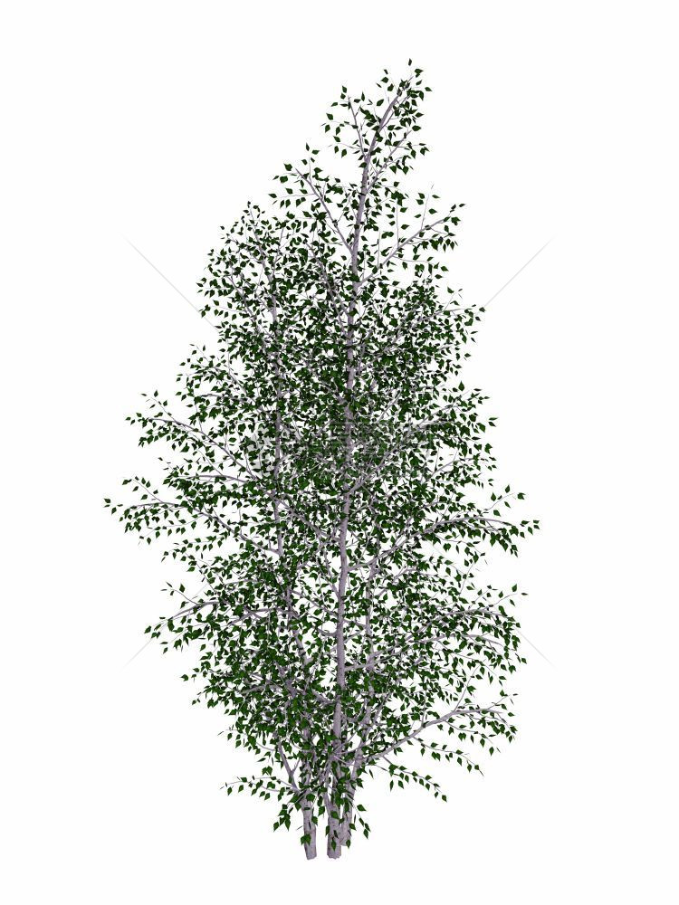 插图叶子以白色背景隔离的灰白树波普利弗亚树3D化成灰白树波普利亚树3D化成分支图片