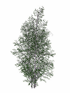 桦木插图叶子以白色背景隔离的灰白树波普利弗亚树3D化成灰白树波普利亚树3D化成分支设计图片