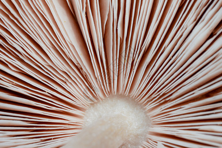 森林蘑菇植物的背景纹理可用作喷灌植物食白色的图片