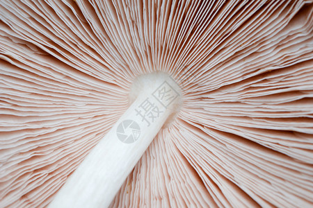 牡蛎白色的蘑菇植物背景纹理可用作喷灌植物新鲜图片