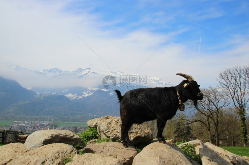 瑞士人土地山羊在瑞士背景的岩石上攀爬乡村的图片