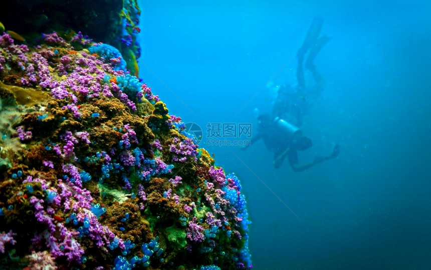泰国具有潜水者的多彩珊瑚礁潜水员动物图片