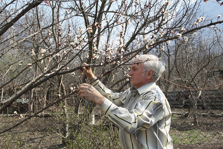 老人看一棵开花的杏子枝人们欣赏白色的图片