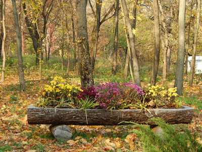 自然公园艺术景观美化花木头夏天图片